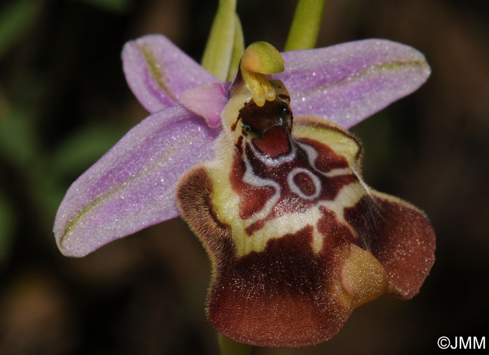 Ophrys calliantha