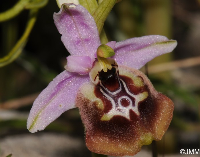 Ophrys calliantha