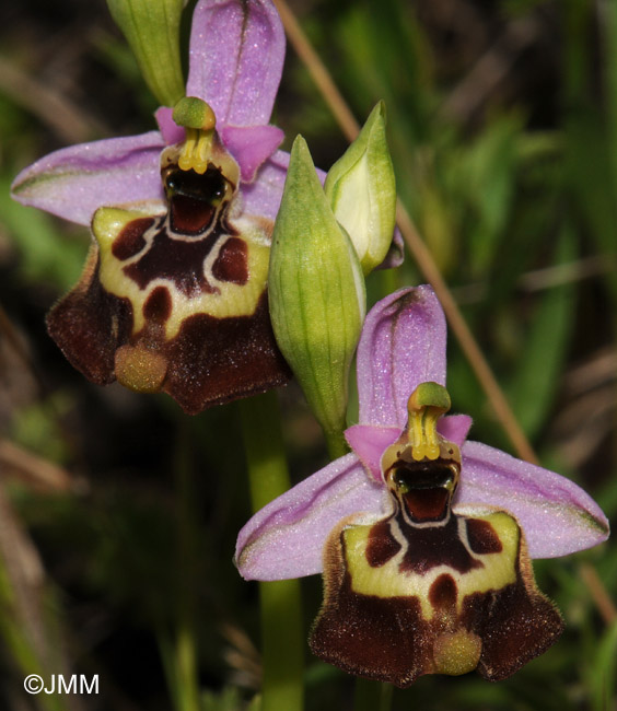 Ophrys calliantha