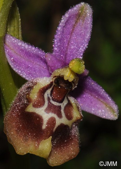 Ophrys calliantha