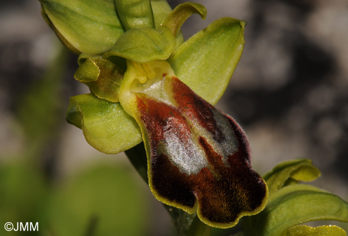 Ophrys calocaerina