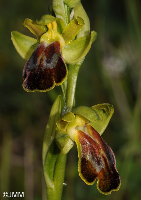 Ophrys calocaerina