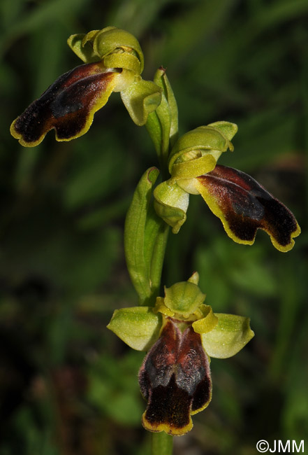 Ophrys calocaerina