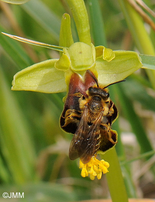 Ophrys calocaerina