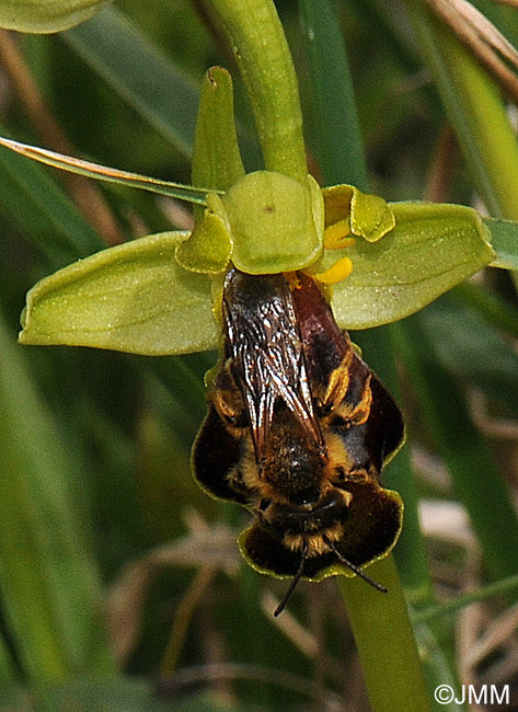 Ophrys calocaerina