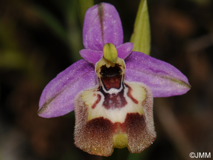 Ophrys calliantha