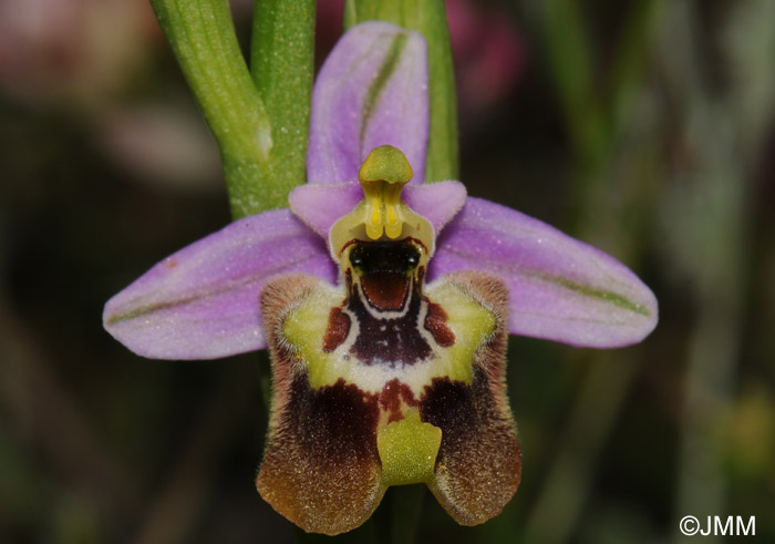 Ophrys calliantha