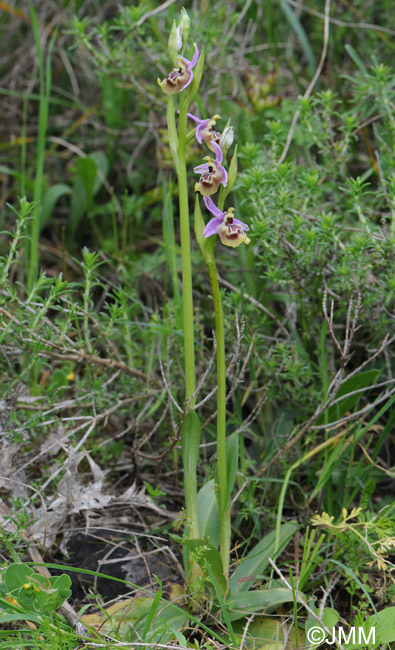 Ophrys calliantha