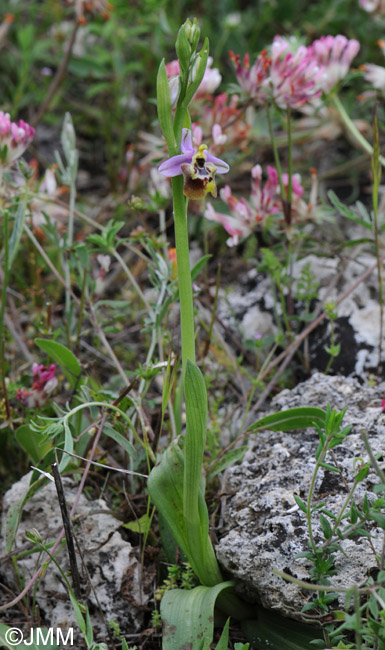 Ophrys calliantha