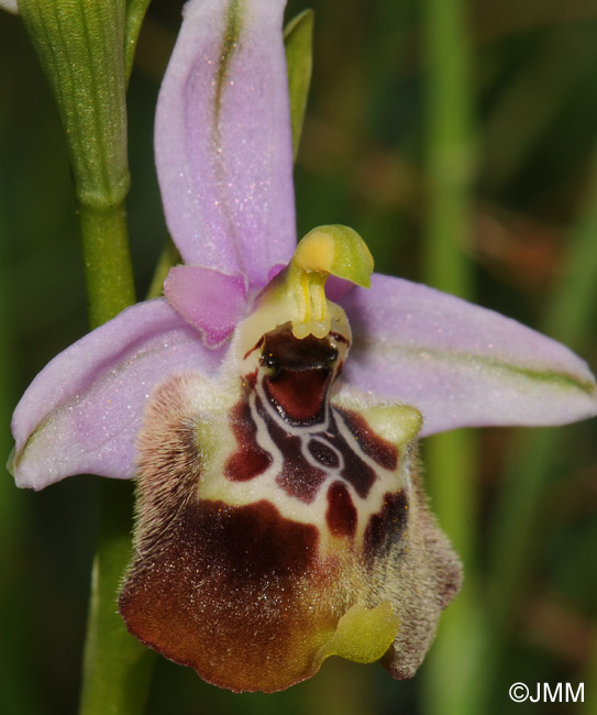 Ophrys calliantha