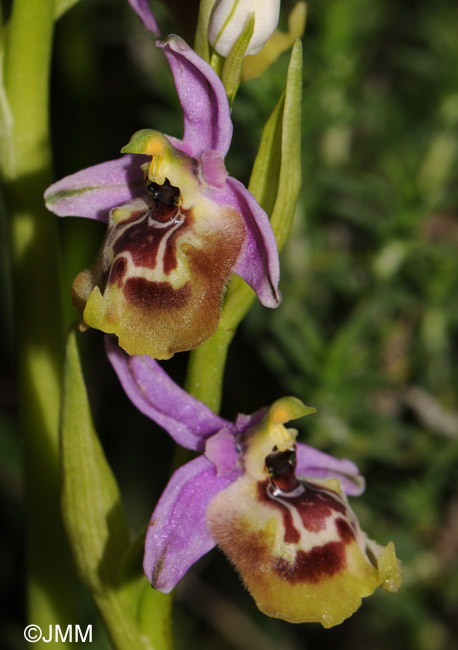 Ophrys calliantha