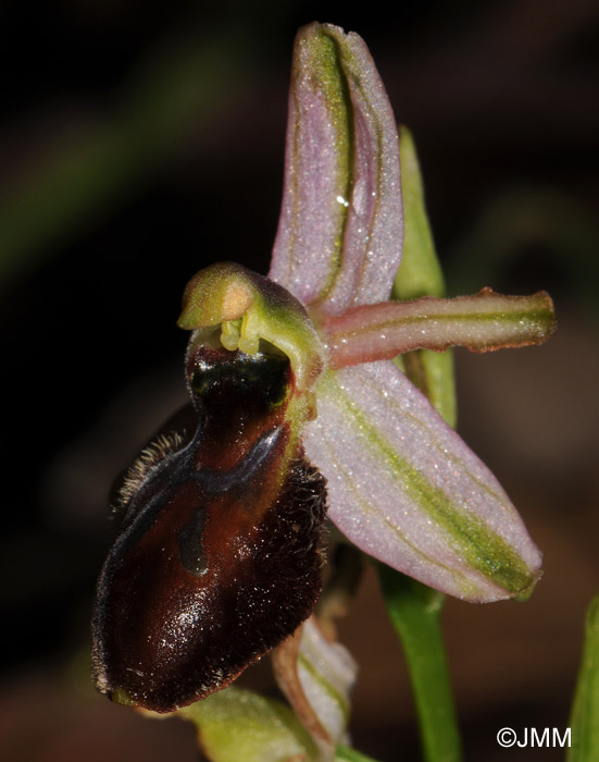 Ophrys exaltata