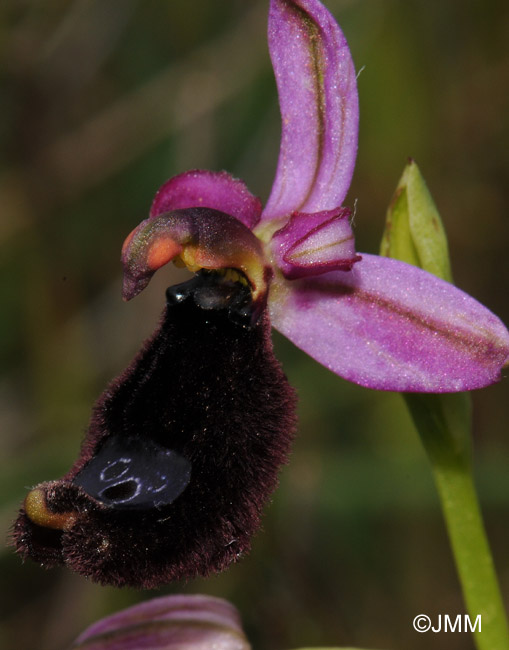 Ophrys explanata