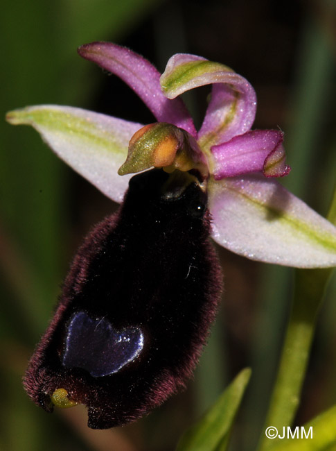 Ophrys explanata