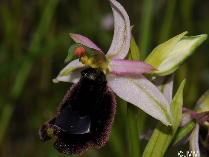 Ophrys explanata