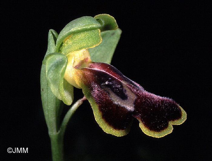 Ophrys flammeola