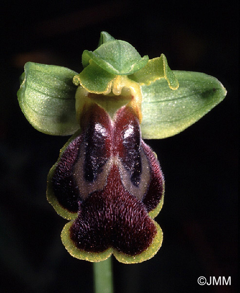 Ophrys flammeola