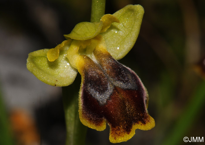 Ophrys flammeola