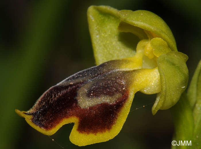 Ophrys flammeola