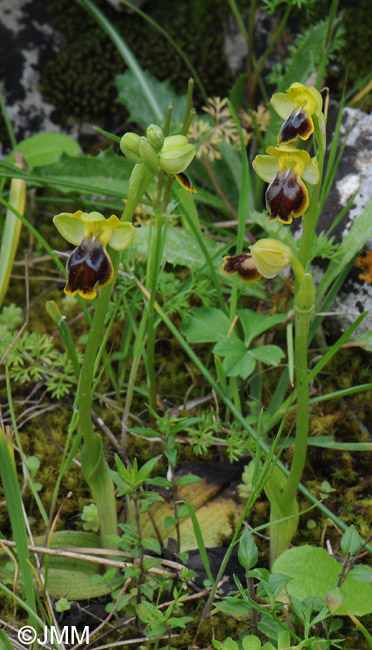 Ophrys flammeola