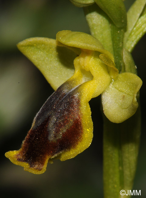 Ophrys flammeola