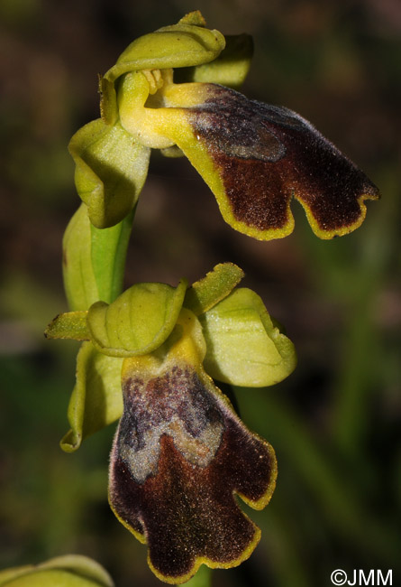 Ophrys flammeola