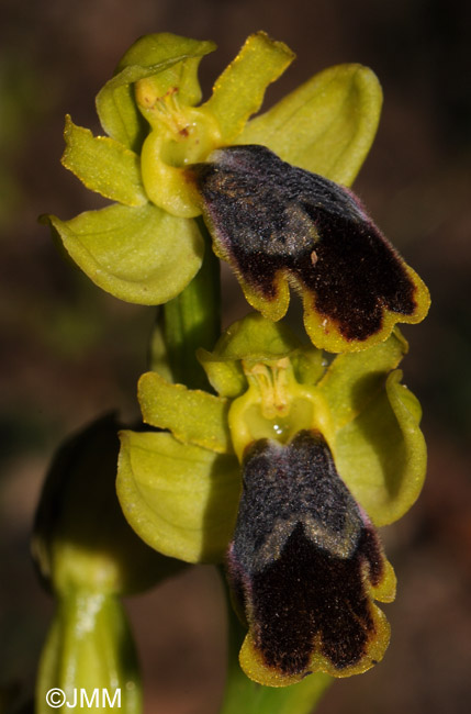 Ophrys flammeola