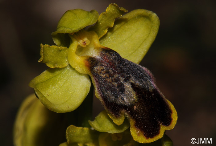 Ophrys flammeola