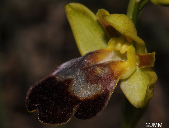Ophrys gackiae