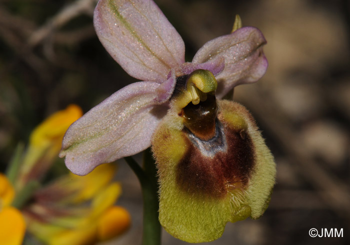 Ophrys grandiflora