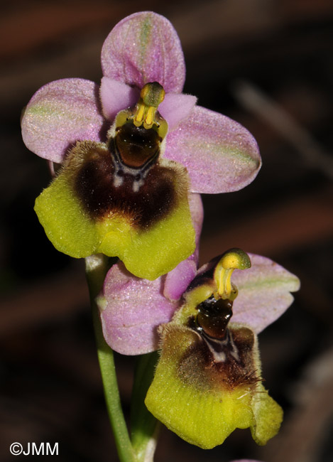 Ophrys grandiflora