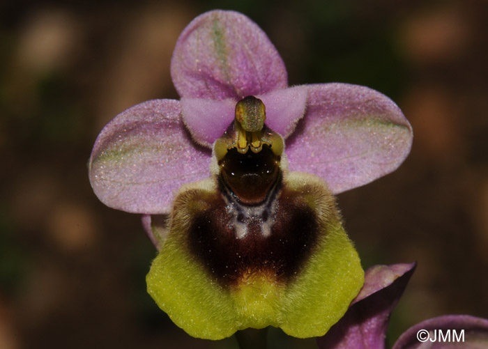 Ophrys grandiflora