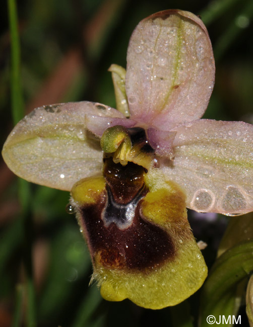 Ophrys grandiflora