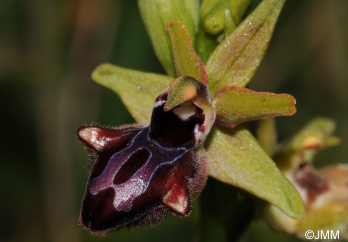 Ophrys incubacea