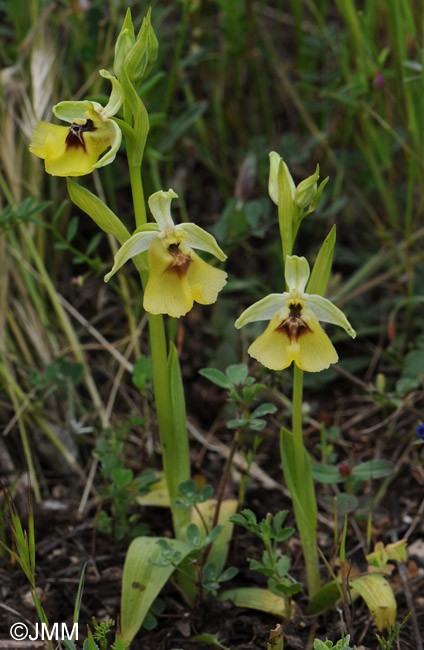 Ophrys lacaitae