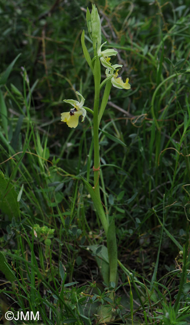 Ophrys lacaitae