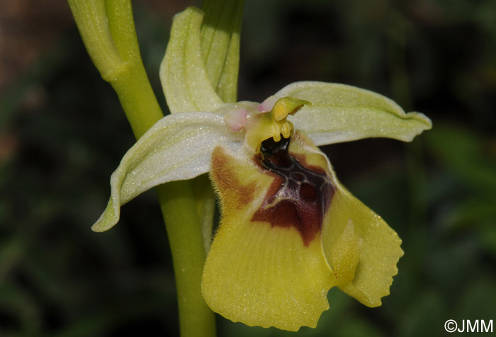 Ophrys lacaitae