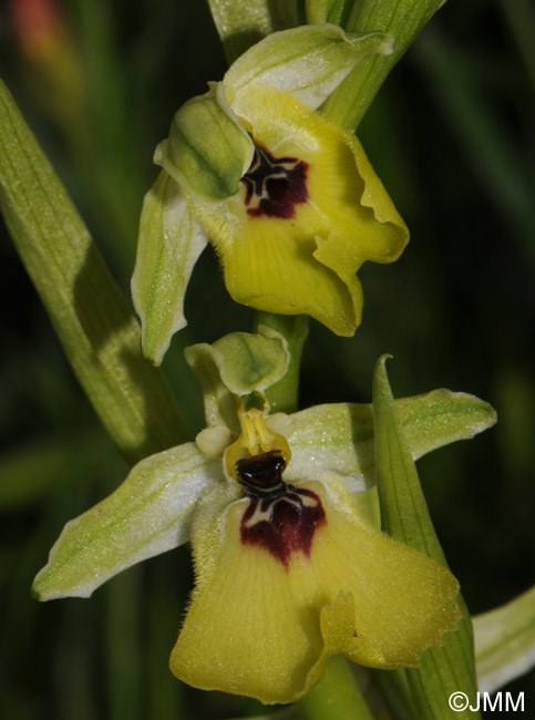 Ophrys lacaitae