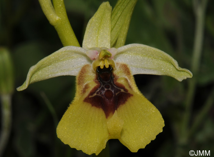 Ophrys lacaitae