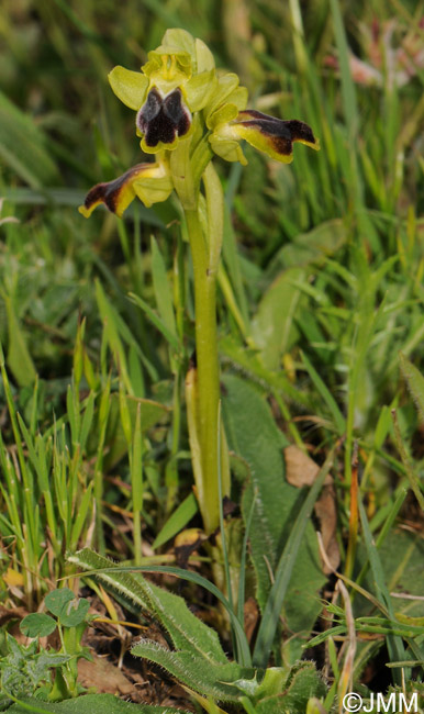 Ophrys laurensis