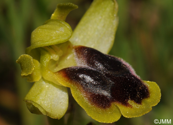 Ophrys laurensis