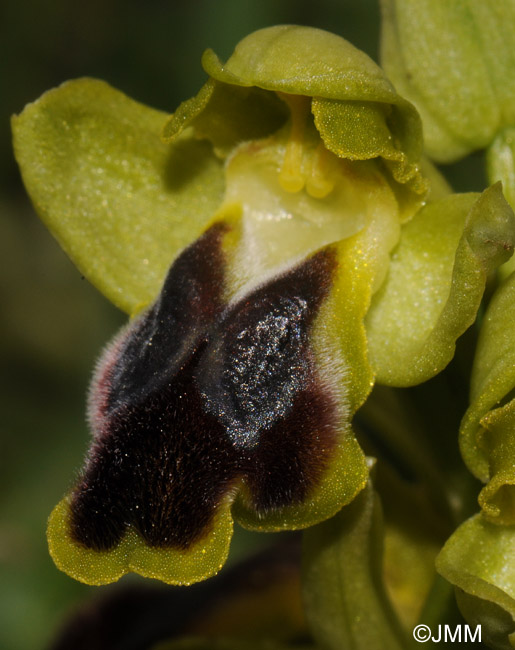 Ophrys laurensis