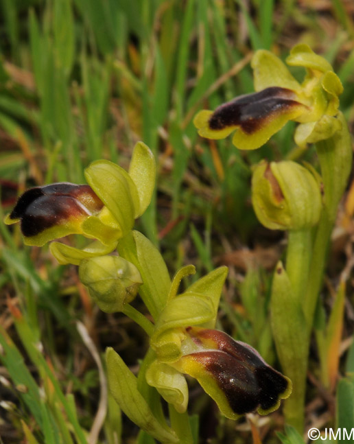 Ophrys laurensis