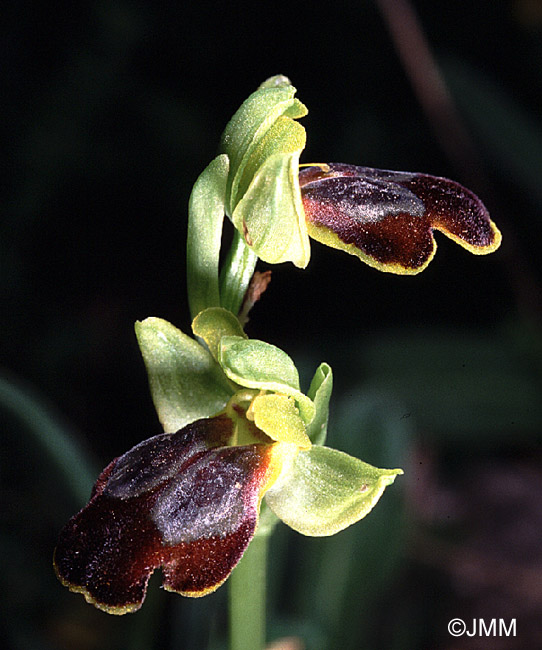 Ophrys lucifera