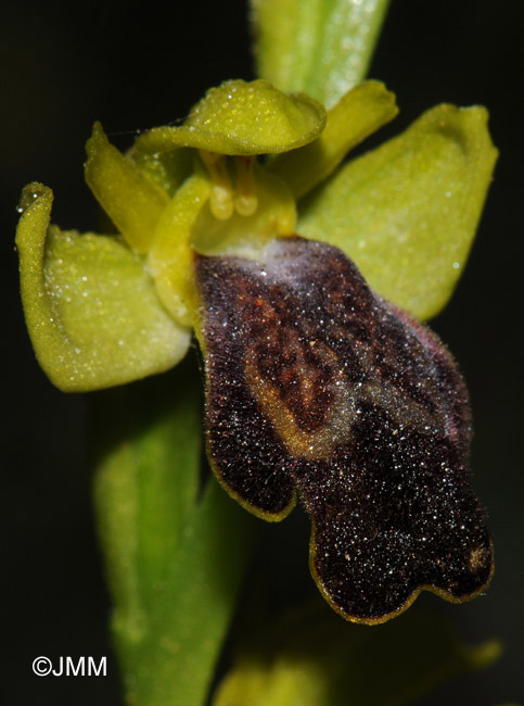 Ophrys lupercalis