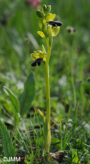 Ophrys mirabilis