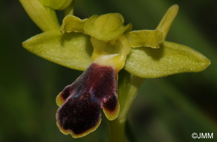 Ophrys mirabilis