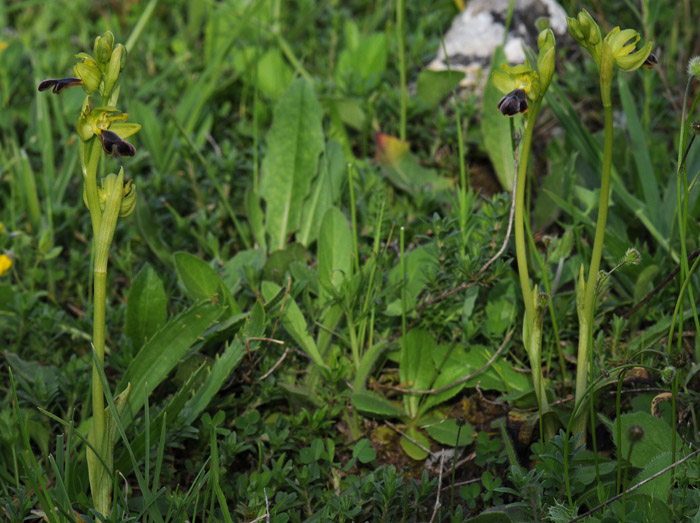 Ophrys mirabilis