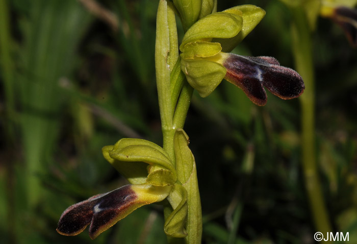 Ophrys mirabilis