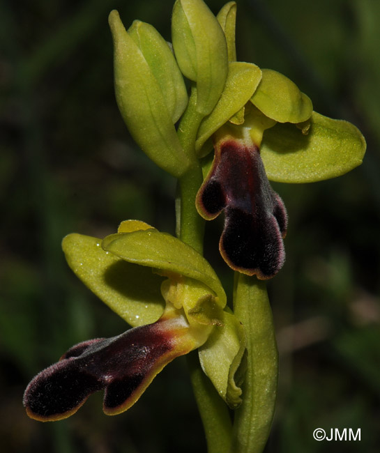 Ophrys mirabilis